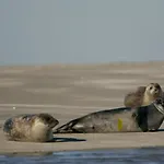 Dom wakacyjny Le Bon Coin En Baie De Somme